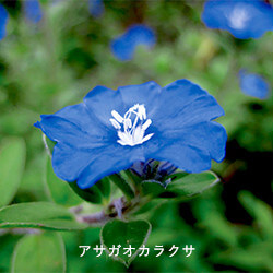 Slender dwarf morning glory