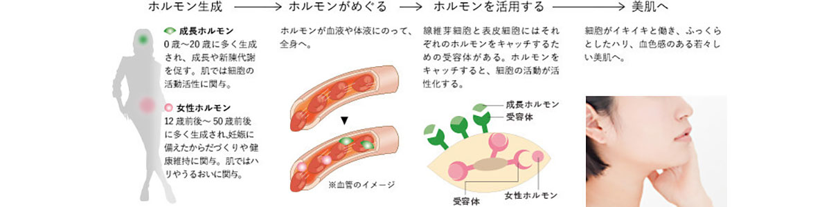 the relation between hormones and skin cells.