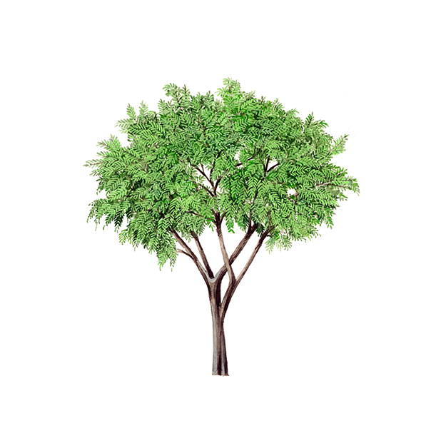 Albizia bark extract