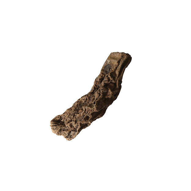 Cynomorium extract