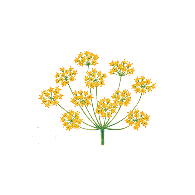 Fennel Powder