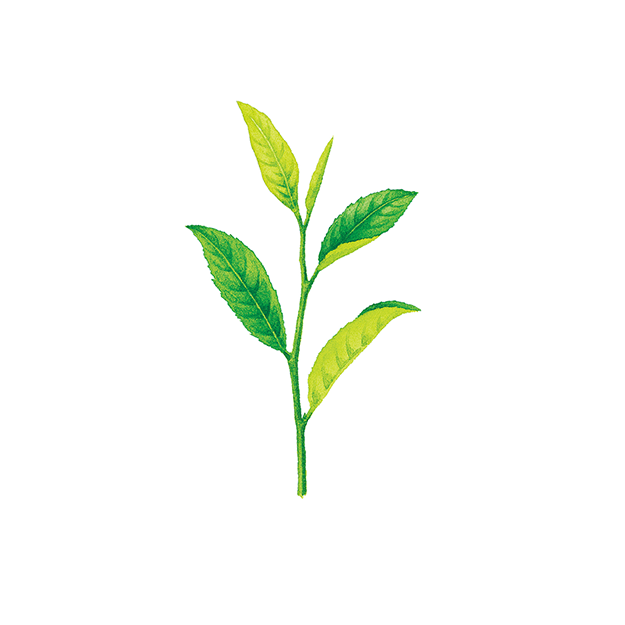 Green tea extract