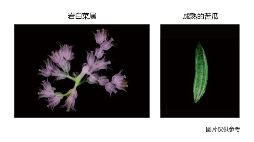 商品介绍